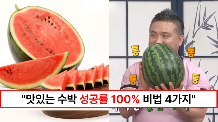 “앞으로 수박은 이렇게 고르세요” 성공률 100% 맛있는 수박을 고를 수 있는 방법 4가지