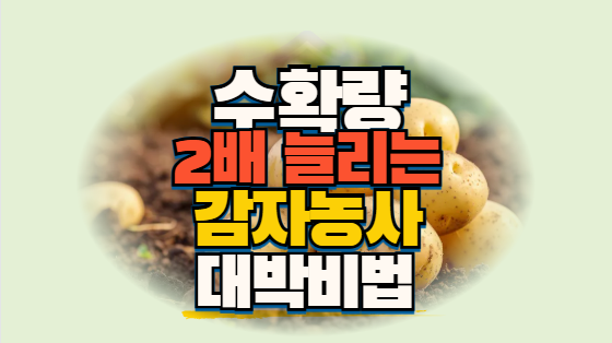 감자 재배법