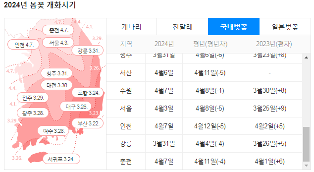 2024년-전국-벚꽃-개화시기