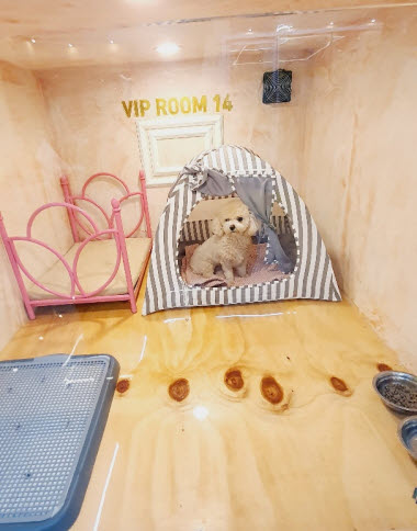 아이들과 항상 붙어있나요? 천안애견호텔 펫시터가 6