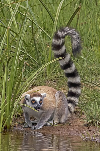 알락꼬리여우원숭이(Ring-tailed Lemur)