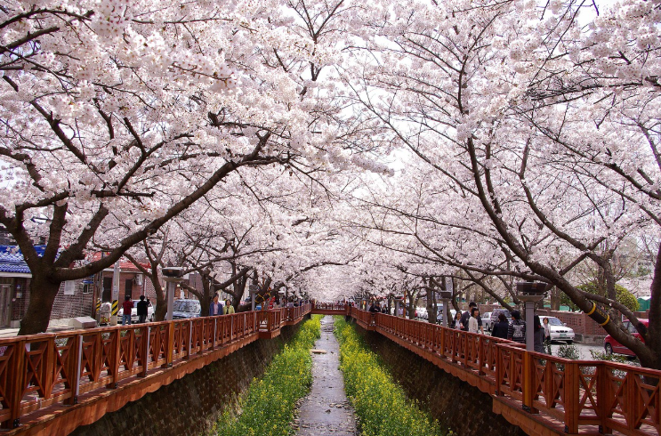 벚꽃길