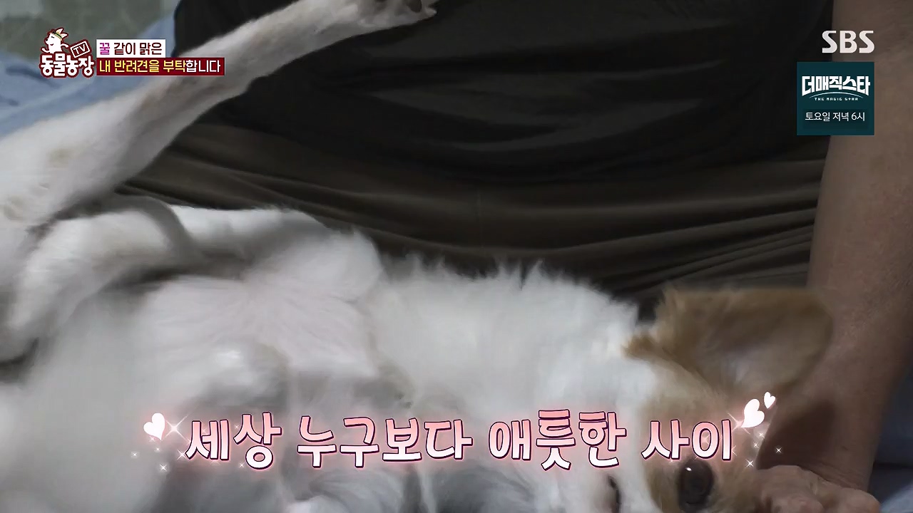 TV 동물농장.E1174.240603p-NEXT.mp4_20240602_155741.863.jpg