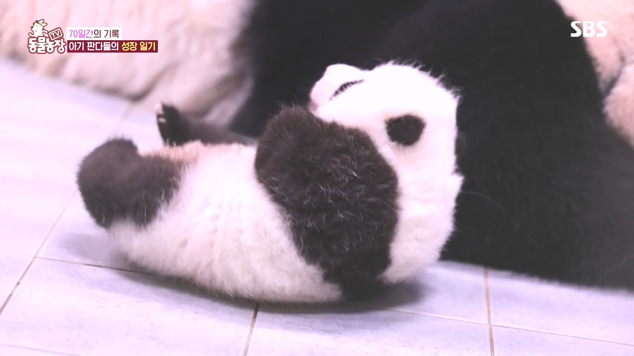 TV 동물농장.E1142.231023p-NEXT.mp4_20231022_173953.112.jpg
