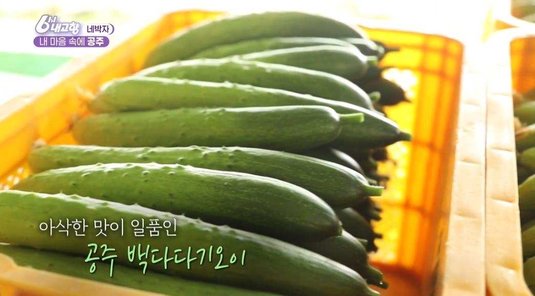  6시내고향 네박자 내 마음속에 공주 오이 파는곳 백다다기오이