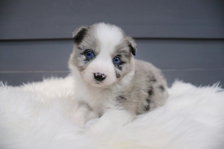 보더 콜리도산 귀엽잖아, 블루마루 3