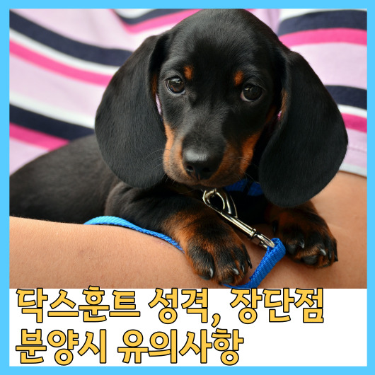  닥스훈트 성격, 장단점, 분양시 유의사항