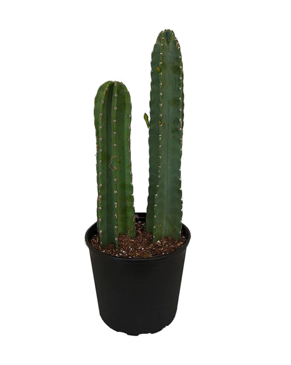  기둥선인장 (CEREUS) 효능 부작용 섭취법은?