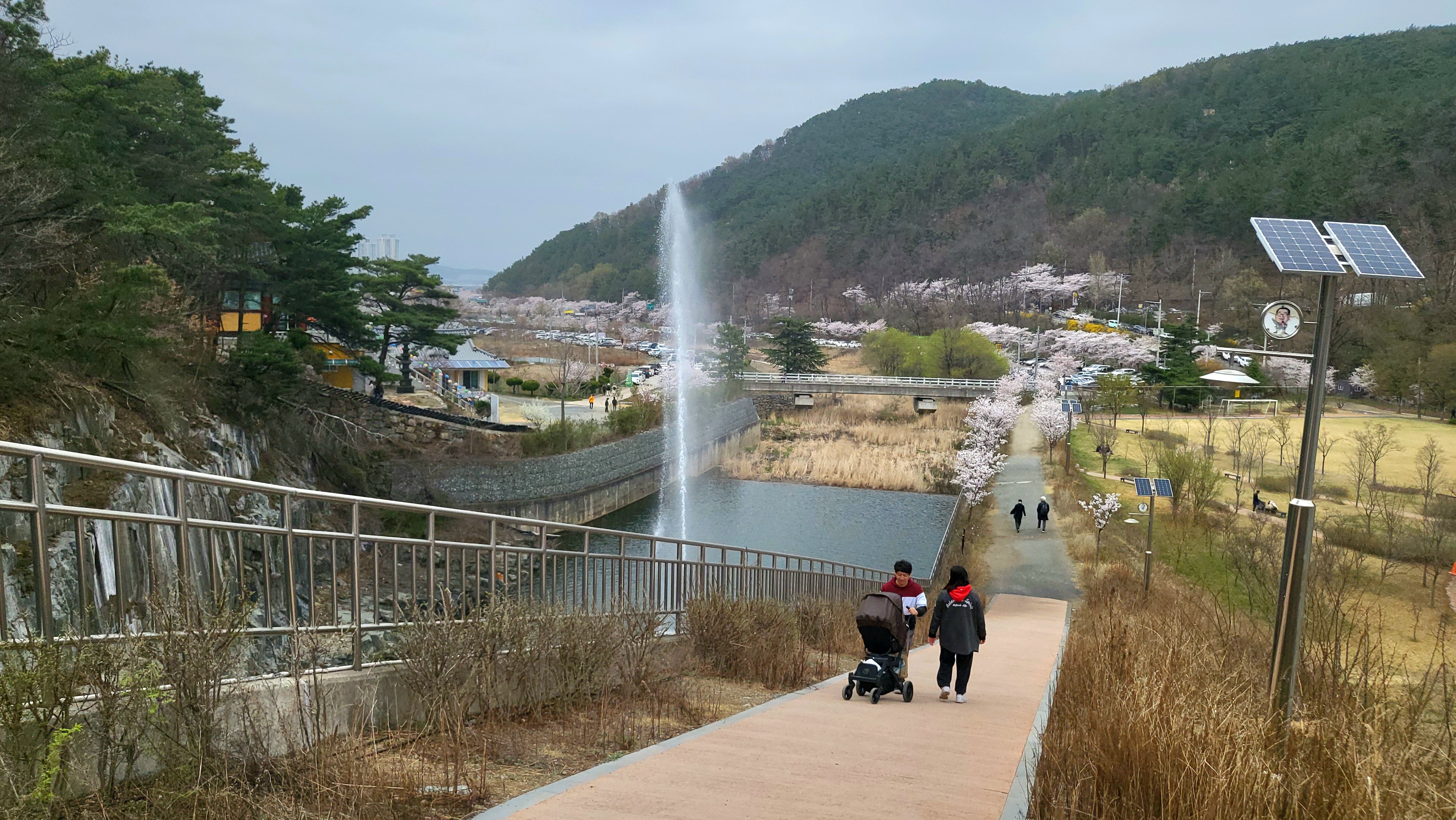 대구 벚꽃밭 20
