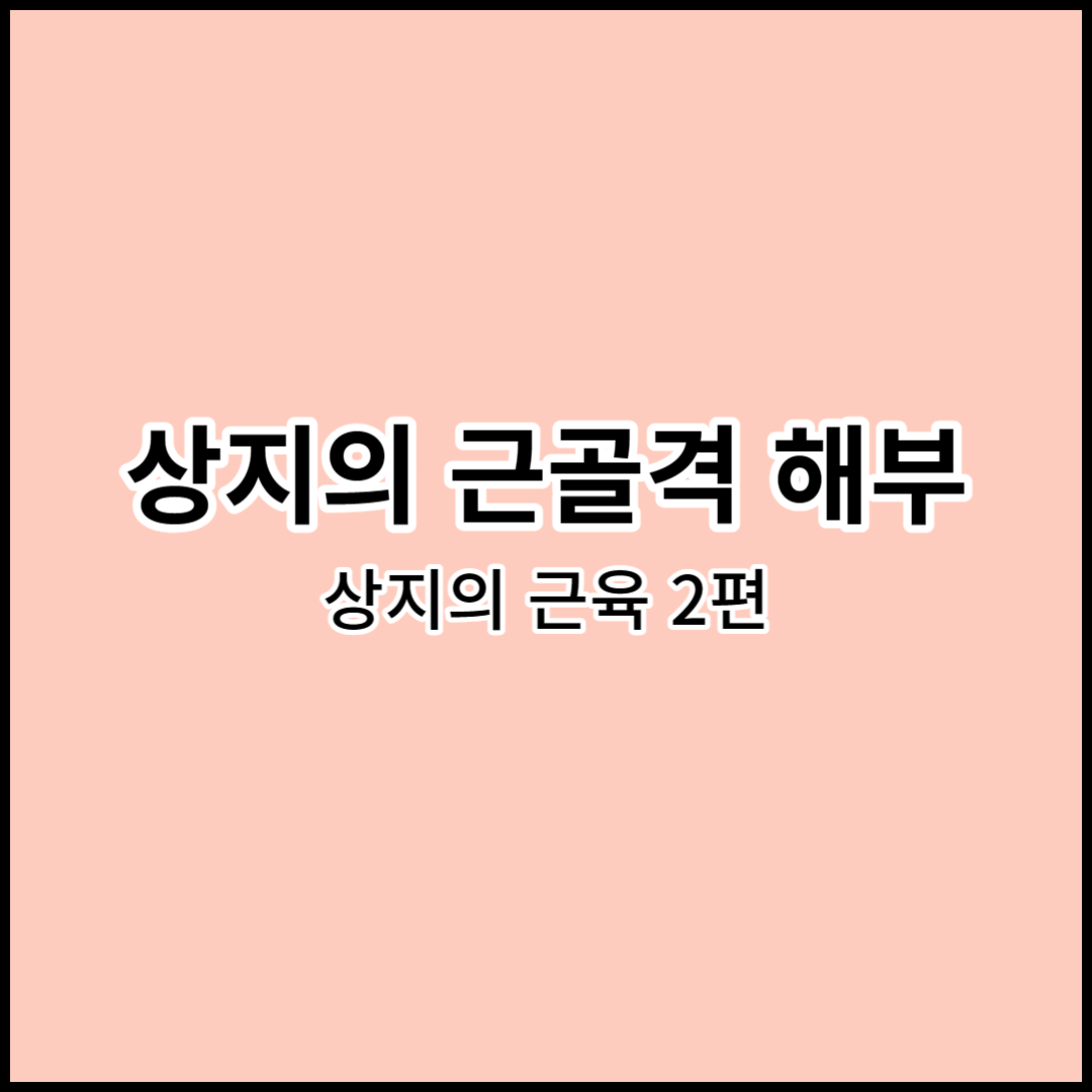 해부학 상지의 근골격 해부: 상지의 근육 2(한자&#44; 한글&#44; 영어)