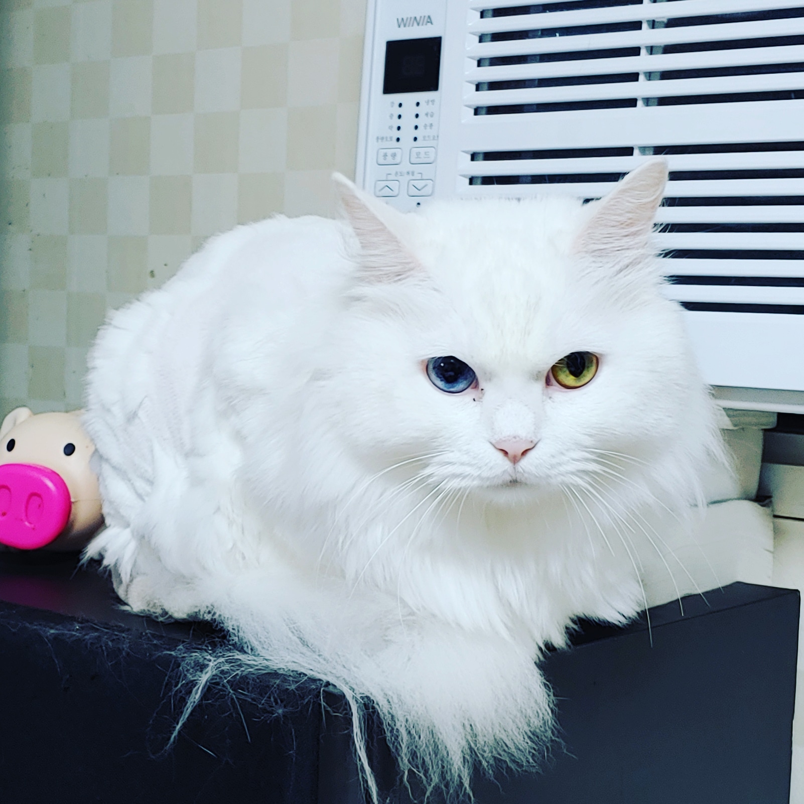 우리집 고양이! 페르시안 고양이 똘똘이(오드아이)