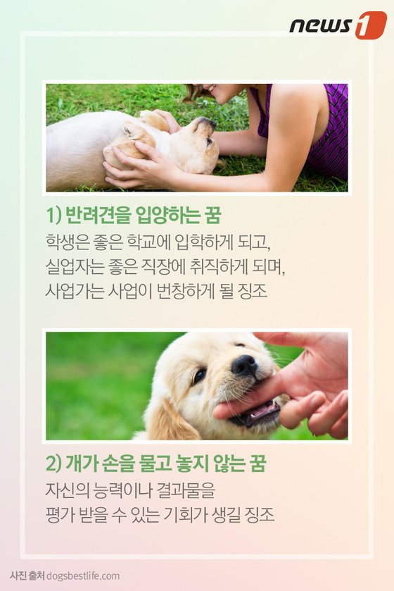  개 꿈해몽 무조건 부정적이진 않다