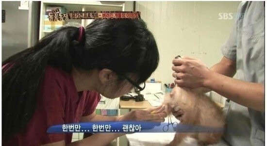  동물 의사들의 슬픈 이야기,,