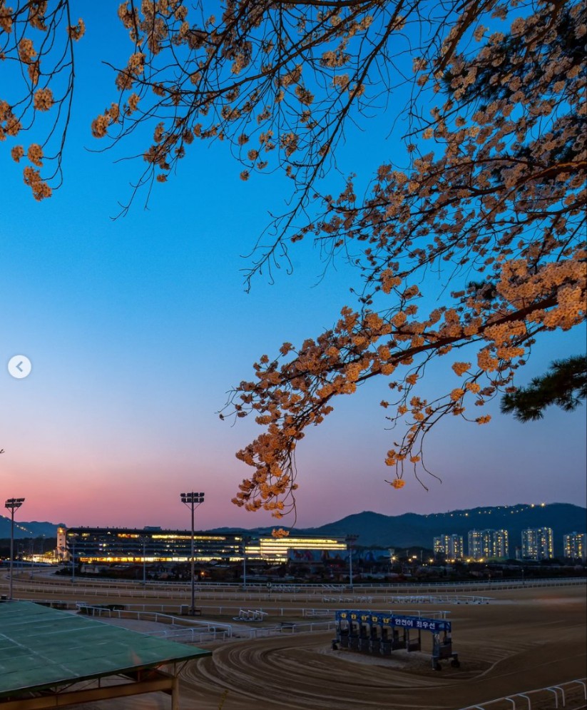 렛츠런 파크 서울 벚꽃 축제