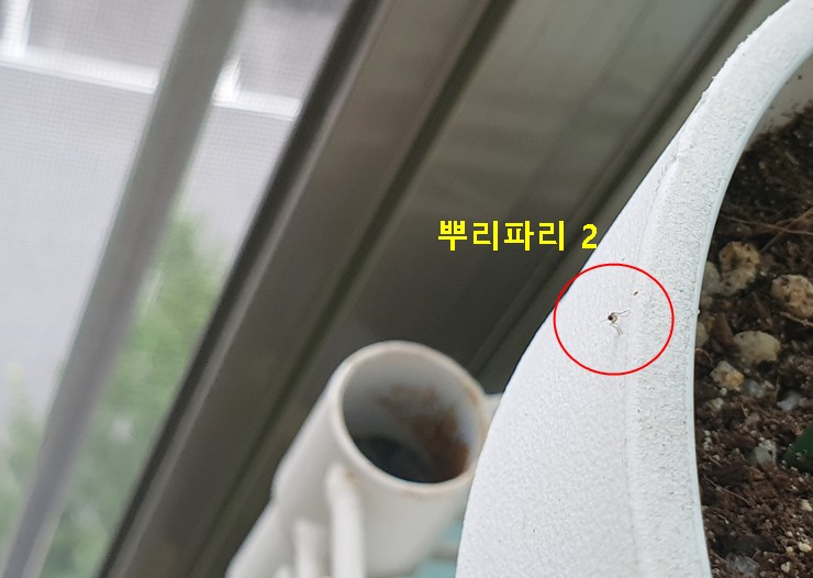 뿌리파리2