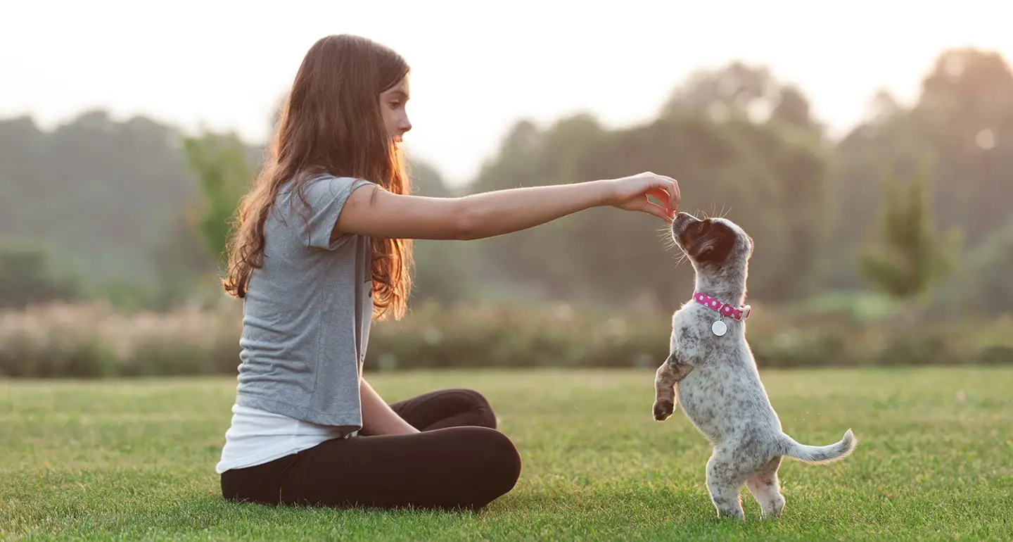 How to Train a Puppy: A Step-by-Step Guide