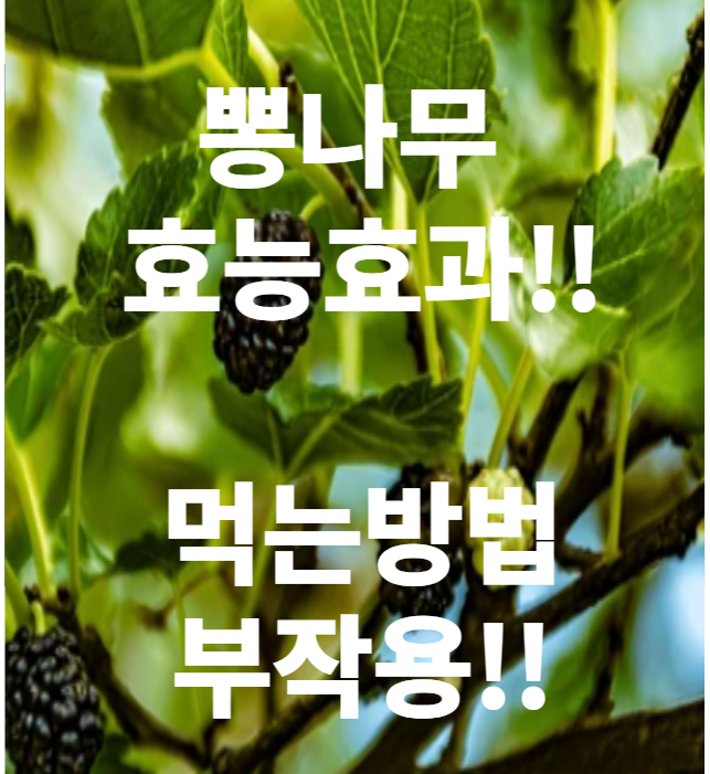  뽕나무 효능 효과 뿌리 가지 열매 잎 먹는방법 부작용 총정리