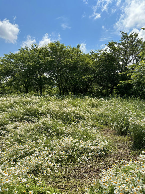 변산 10