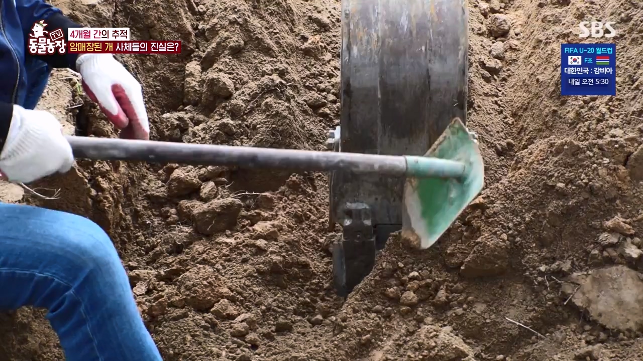 TV 동물농장.E1122.230529p-NEXT.mp4_20230528_170301.167.jpg
