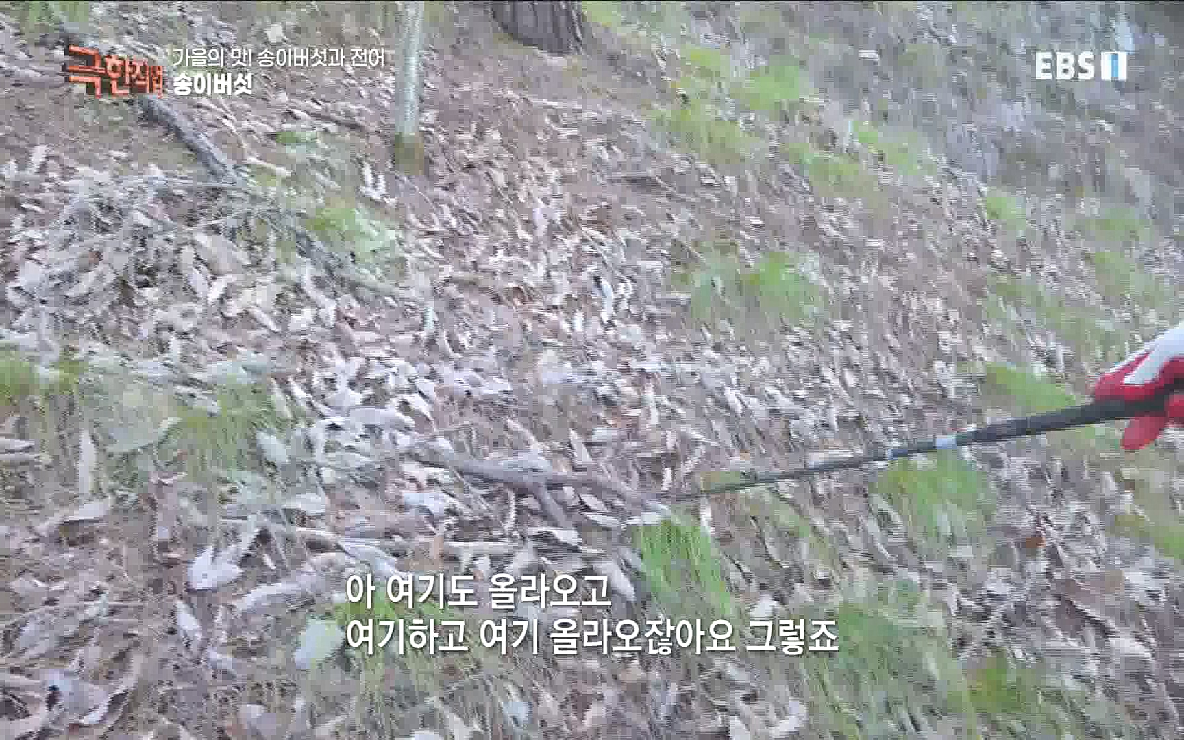 송이버섯과 전어 221008.mp4_20221012_213435.201.jpg