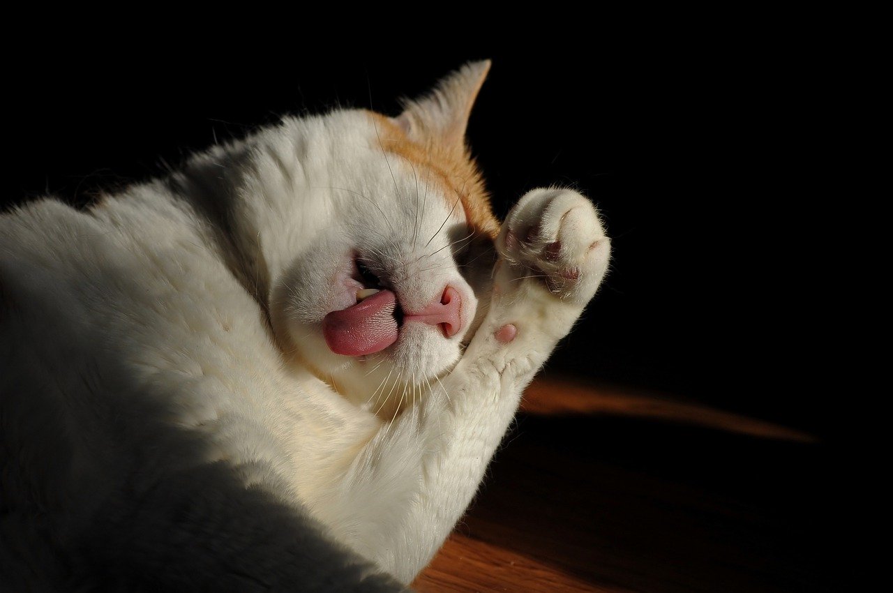  고양이 세수, 왜 얼굴을 핥아 깨끗하게 할까?