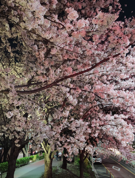삼락 벚꽃축제4