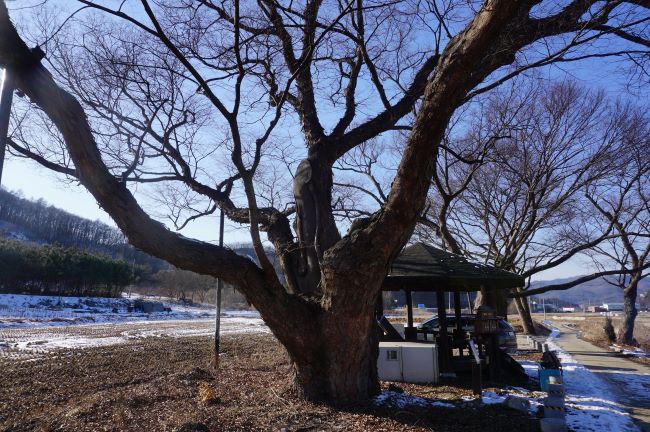 노거수 느티나무의 근접 사진&#44; 뒤로 보이는 정자&#44; 그 뒤로 노거수 느티나무&#44;