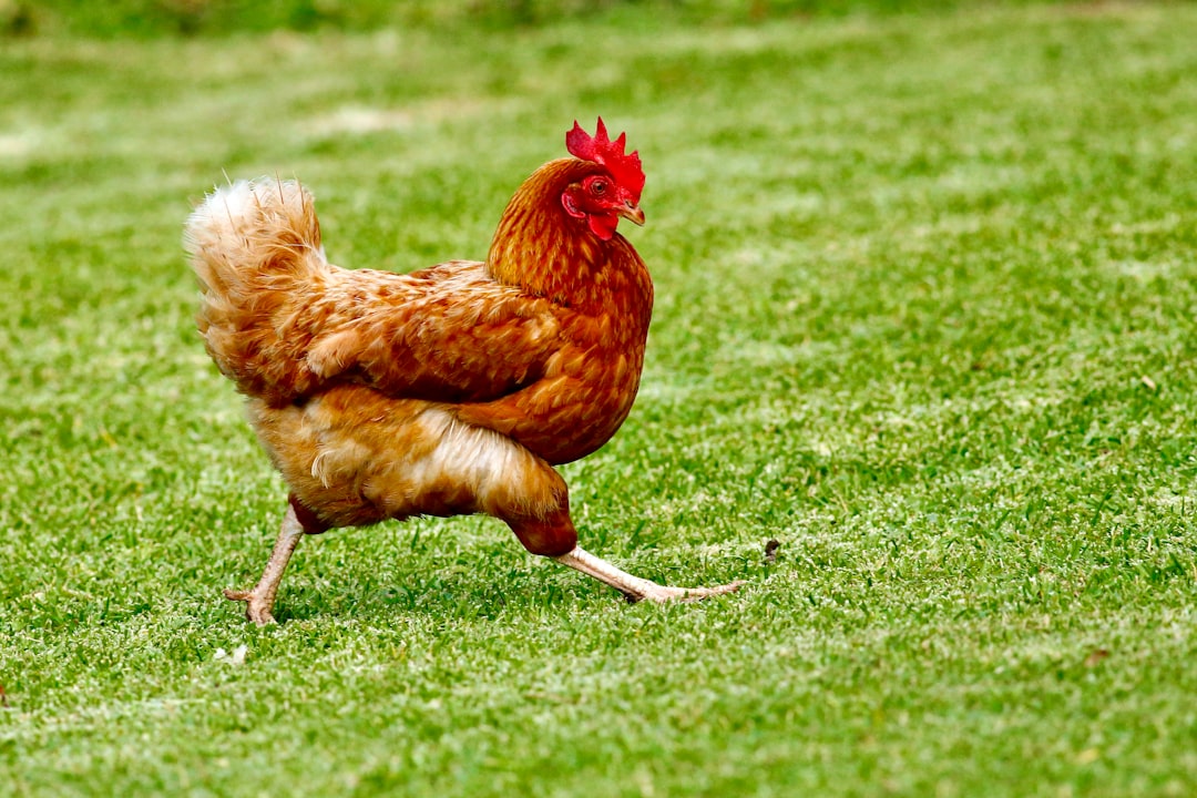Rooster