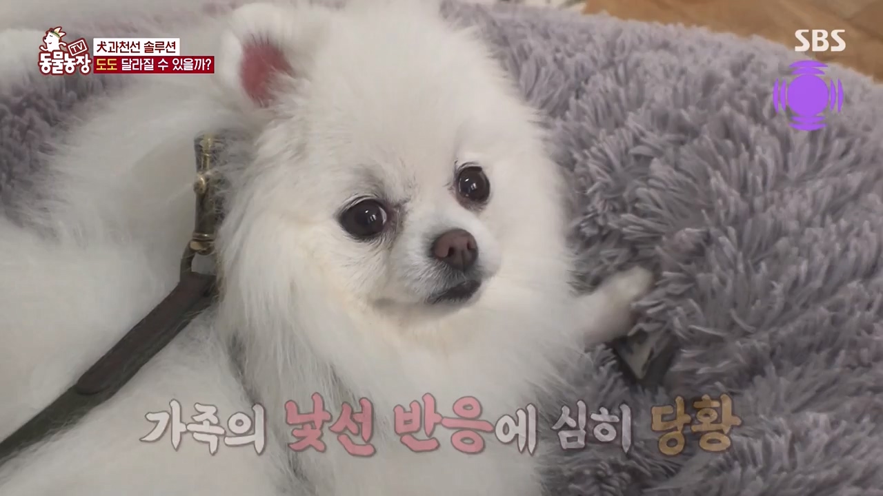 TV 동물농장.E1155.240122p-NEXT.mp4_20240121_145944.214.jpg