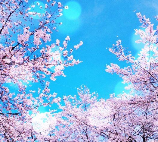 맑은하늘-배경의-벚꽃나무