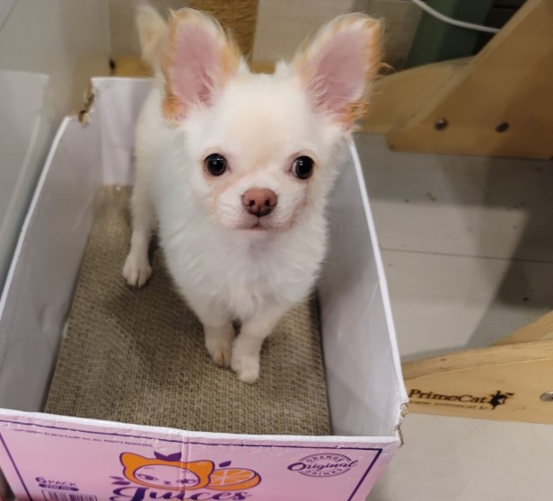 개를 입양했어요. 가마솥 산 유기견 보호 센터 귀여운 8