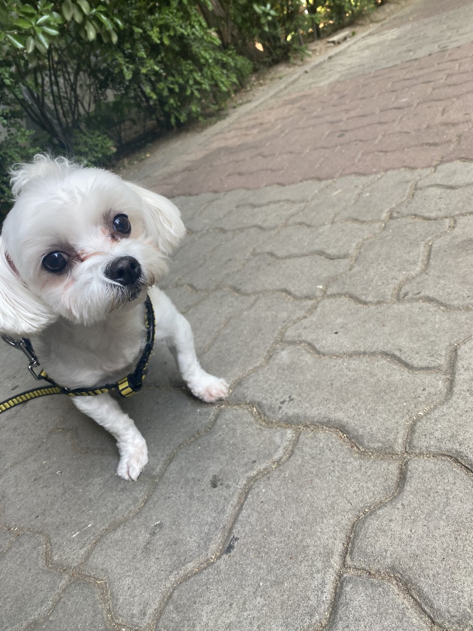 성공적인 하루를 위한 '루틴' 만들기 + 당근 영어 리뷰 6