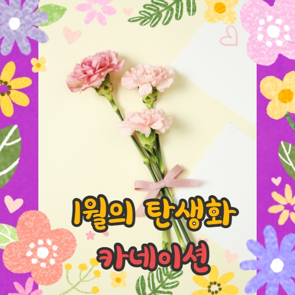  1월 탄생화 카네이션과 일 별 탄생화를 알아보자!