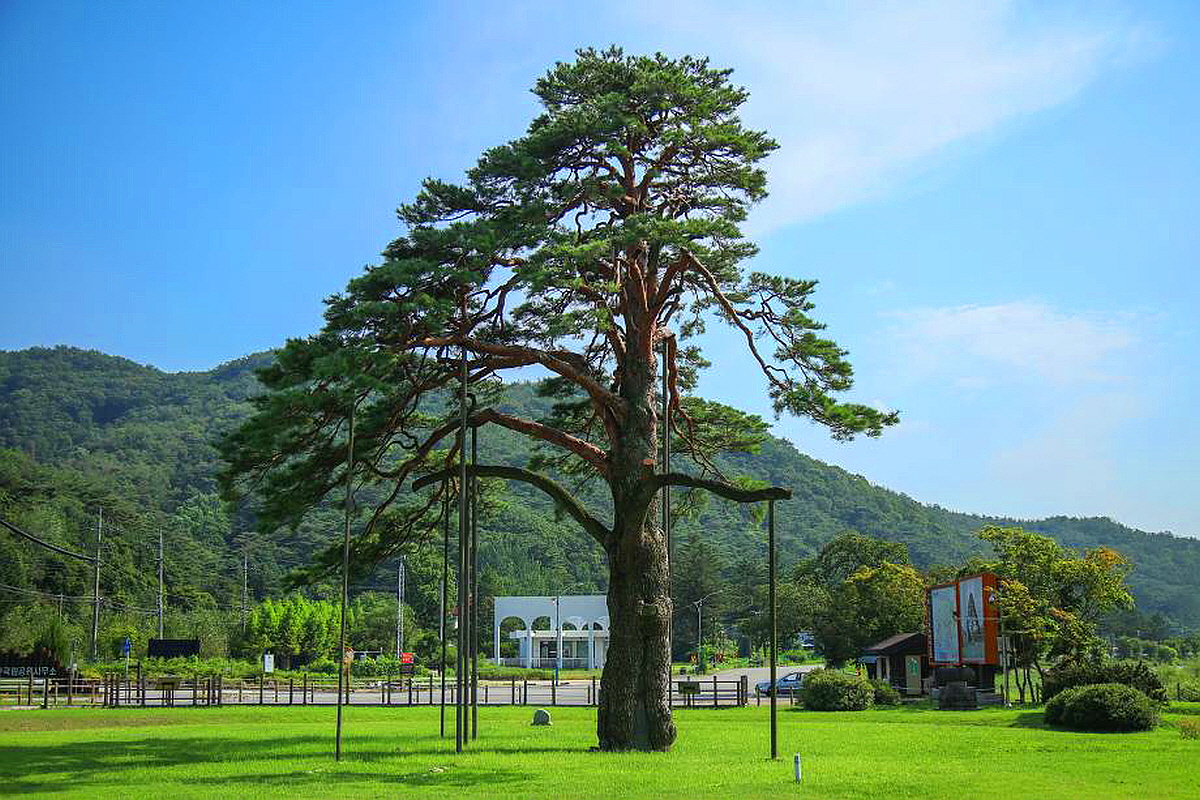 보은 정이품송