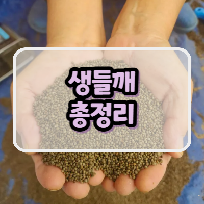 생들깨