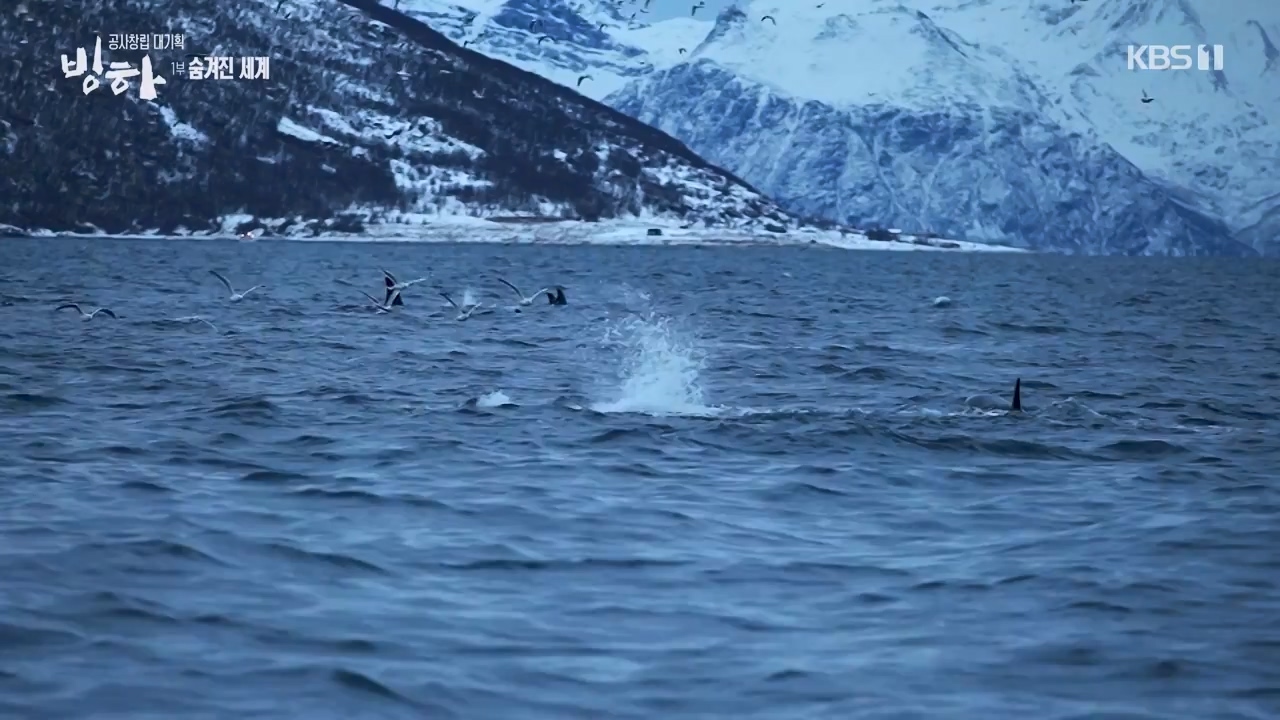 KBS 대기획 3부작 빙하.E01.240308p-NEXT.mp4_20240310_145929.965.jpg