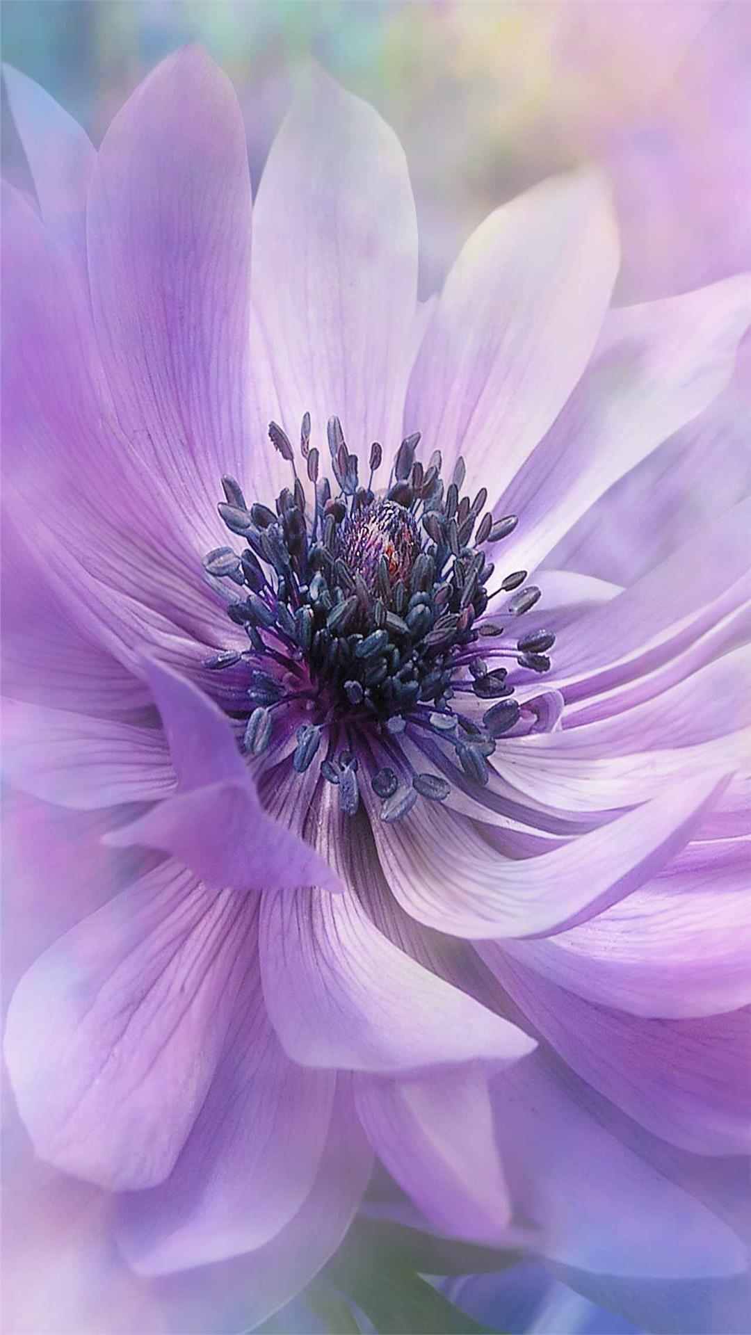 Anemone Flower iPhone Wallpaper