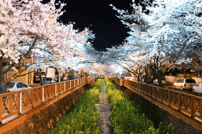 벚꽃