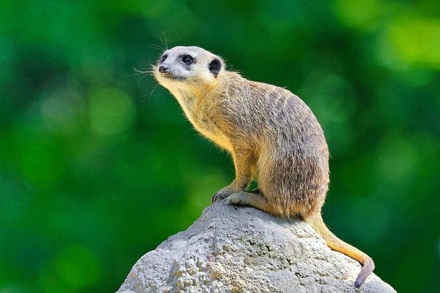 미어캣(Meerkat)을 반려동물로 키울 수 있을까?