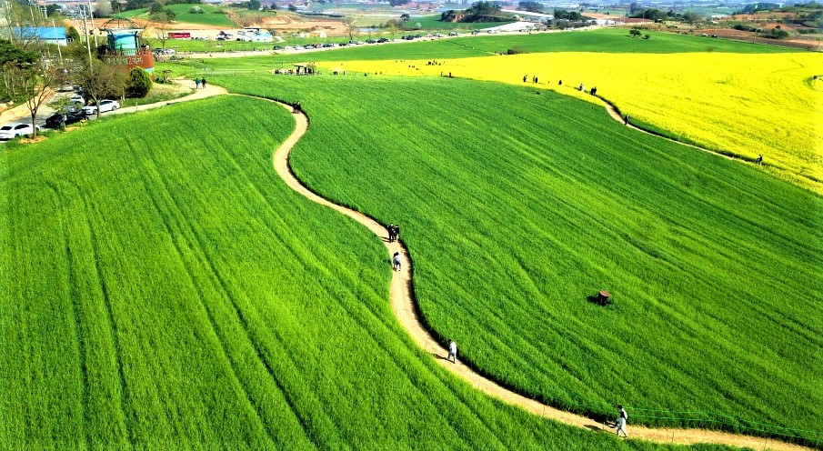 청보리축제_2023 고창청보리밭축제 3