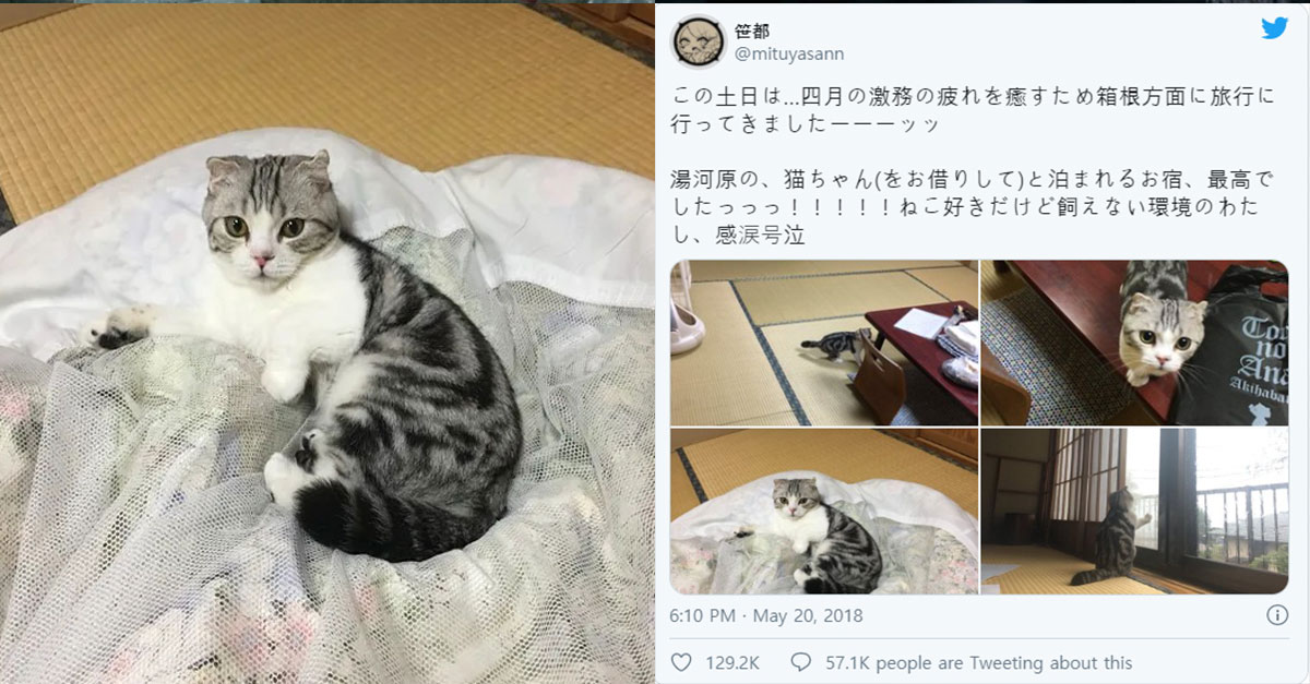  숙박하면 고양이를 빌려주는 여관