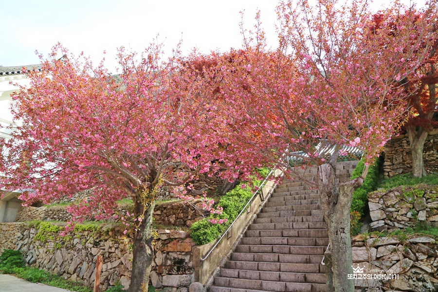 계단 옆으로 겹벚꽃 나무가 있다