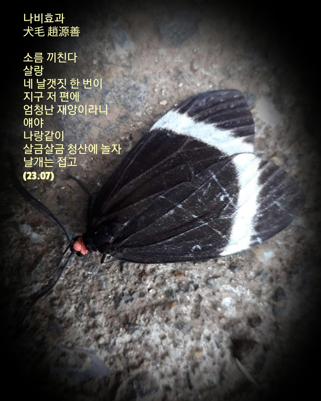 나비효과 이미지
