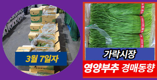  [경매사 일일보고] 3월 7일자 가락시장 영양부추 경매동향을 살펴보겠습니다!