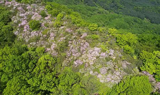 축령산
