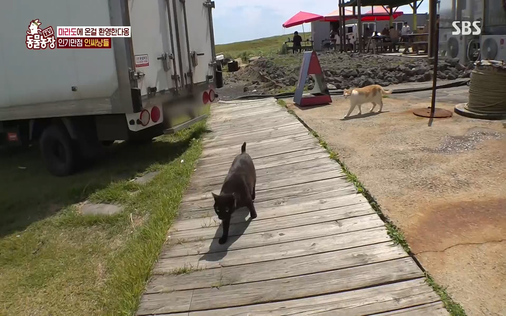 TV 동물농장.E1077.220710p.H264-F1RST.mp4_20220710_175426.555.jpg