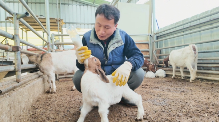 한국기행-의성-천하무적-염소남매