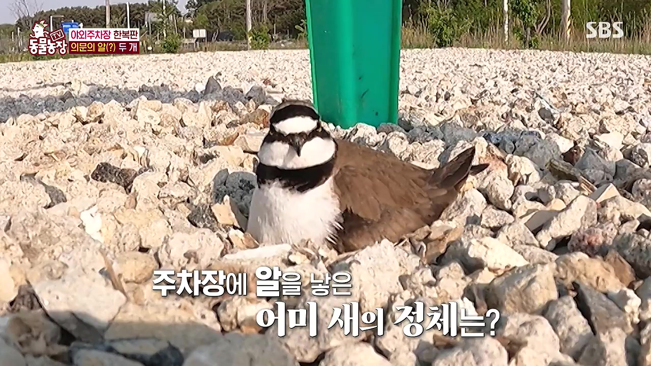 TV 동물농장.E1176.240617p-NEXT.mp4_20240616_170213.674.jpg