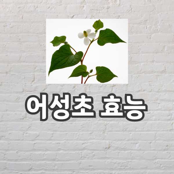  어성초 효능 반전매력이 있답니다