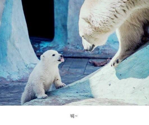  엄마한테 메롱하는 아가 북극곰